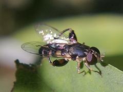 Thick-legged Hover Fly